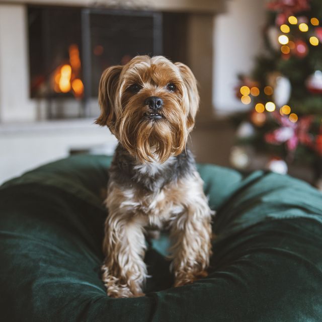 How To Make The Festive Season Stress-Free For Your Canine