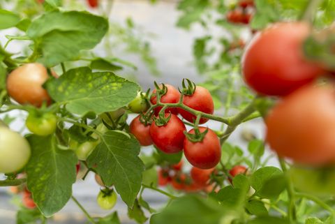 tomato cultivation in greenhouses
