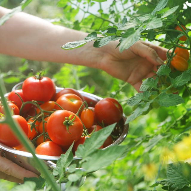Growing Tomatoes 101 How To Plant And Grow Tomatoes