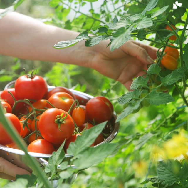 What's the best way to get started growing tomatoes?