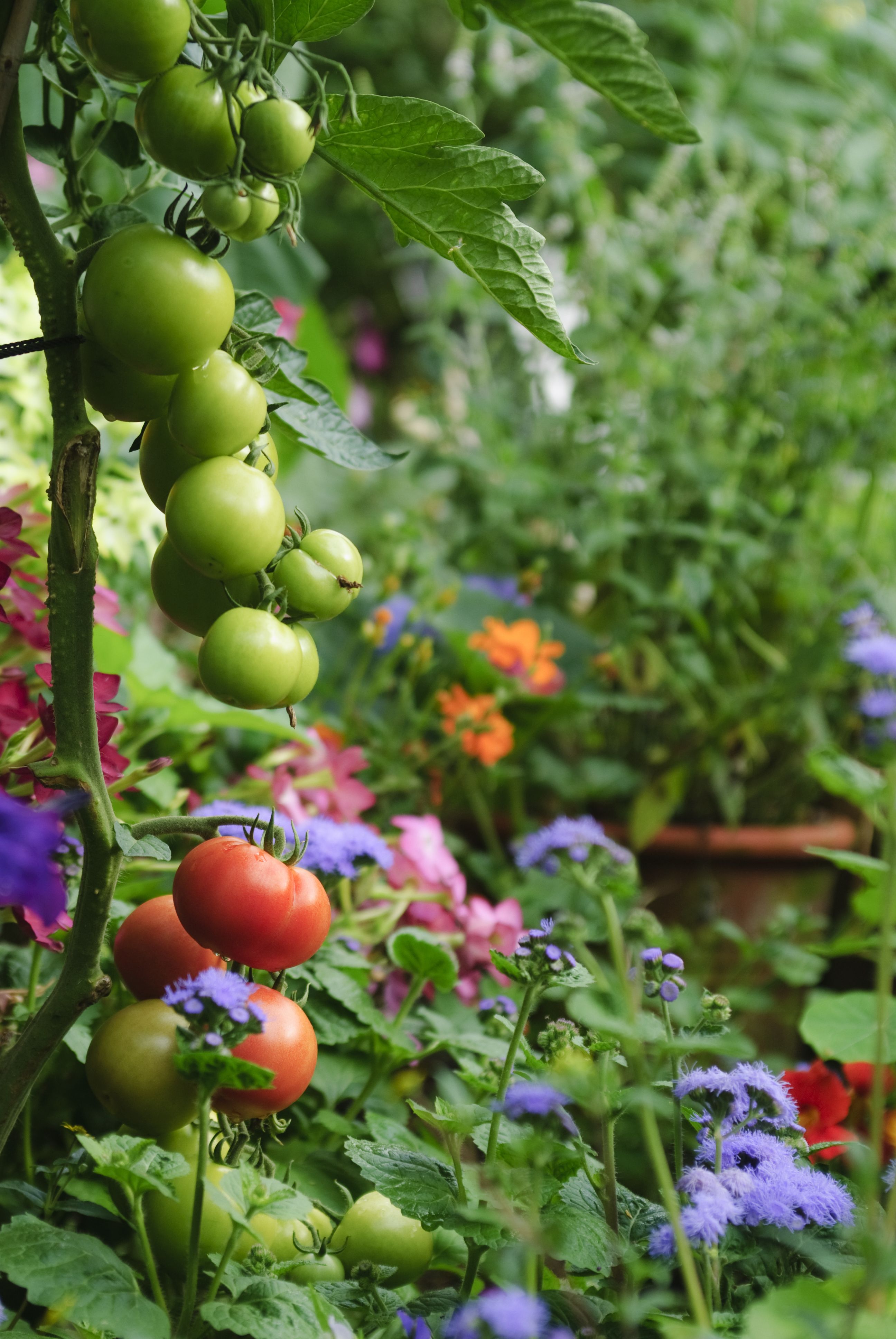 Why You Should Always Plant Flowers In Your Vegetable Patch