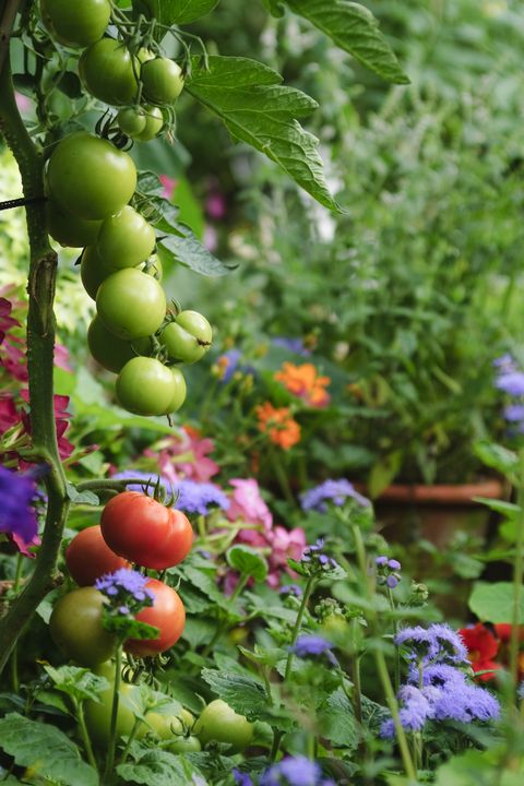 tomatoes and flowers in garden