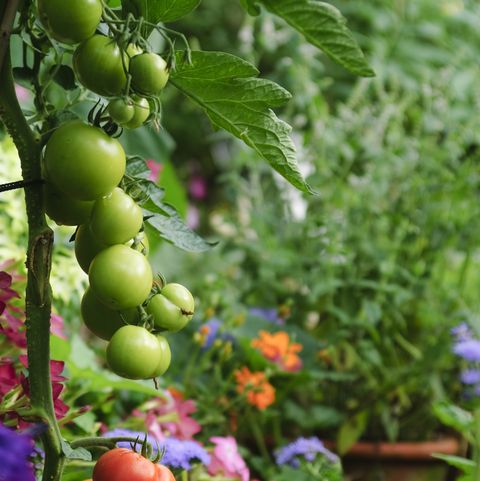 Why You Should Always Plant Flowers In Your Vegetable Patch