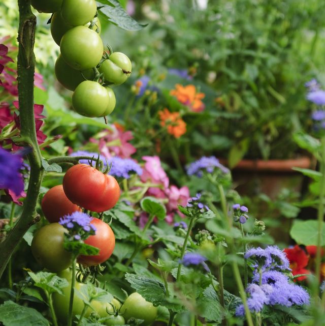 tomatoes and flowers in garden