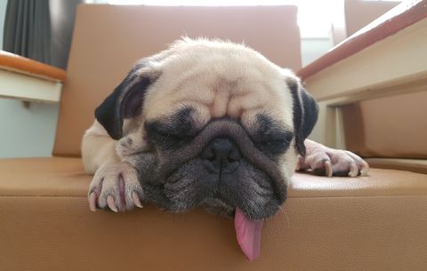 dog sleeping with tongue out