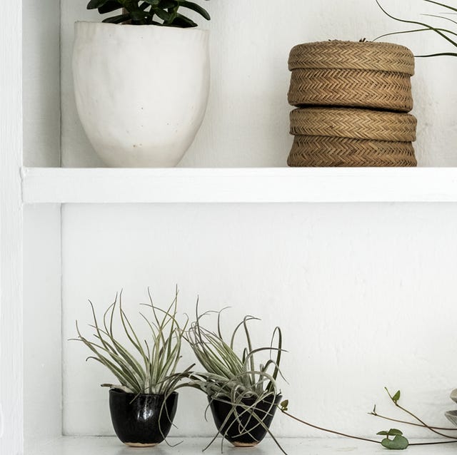 もう枯らさない エアプランツのお手入れで知っておくべきこと Elle Decor エル デコ もう枯らさない エアプランツのお手入れで知っておくべきこと Elle Decor エル デコ