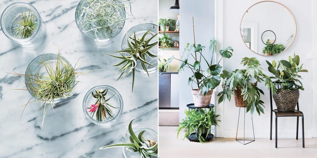 おしゃれに植物を飾るインテリア術 グリーンのコツをプロが伝授 Elle Decor エル デコ