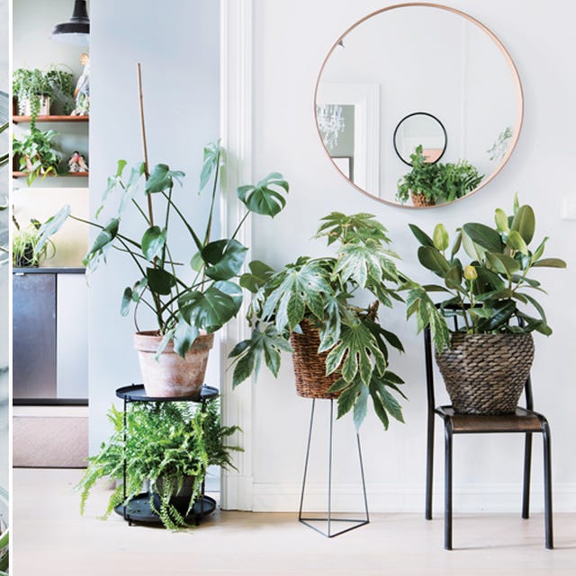 おしゃれに植物を飾るインテリア術 グリーンのコツをプロが伝授 Elle Decor エル デコ おしゃれに植物を飾るインテリア術 グリーンのコツをプロが伝授 Elle Decor エル デコ