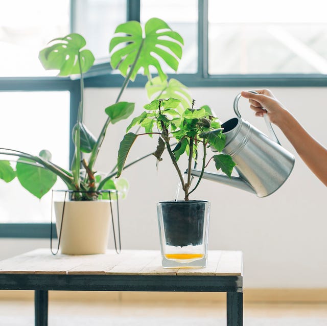 屋内で育てることができる最高の熱帯植物 Elle Decor エル デコ