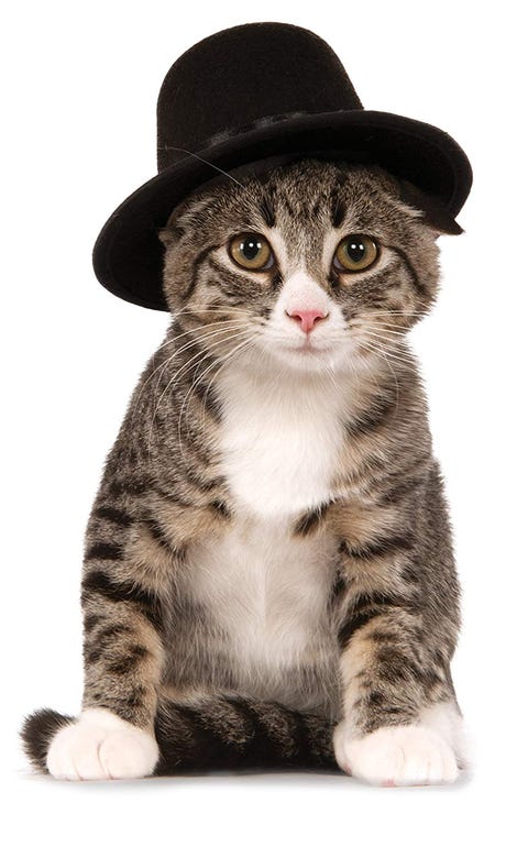 26 Pet Cat Halloween Costumes 2018 - Cute Ideas for Cat Costumes