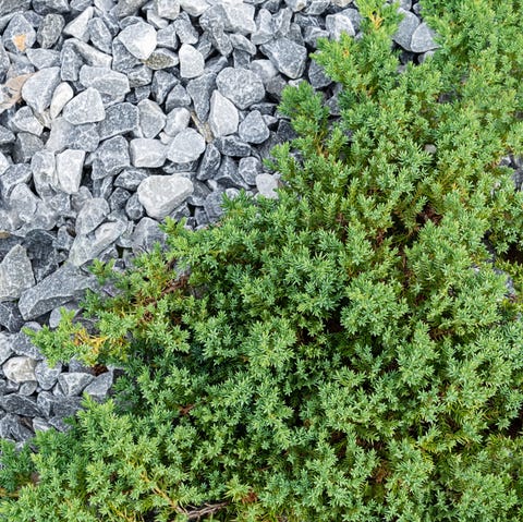 juniper   ground cover plants