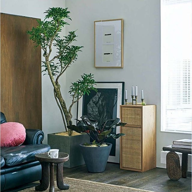 観葉植物を素敵に取り入れよう おすすめグリーンアイデア15 観葉植物を素敵に取り入れよう おすすめグリーンアイデア15
