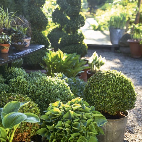topiary topiary