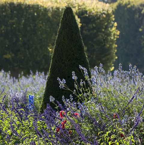 Conical shape clipped yew taxus and lavender lavandula, france
