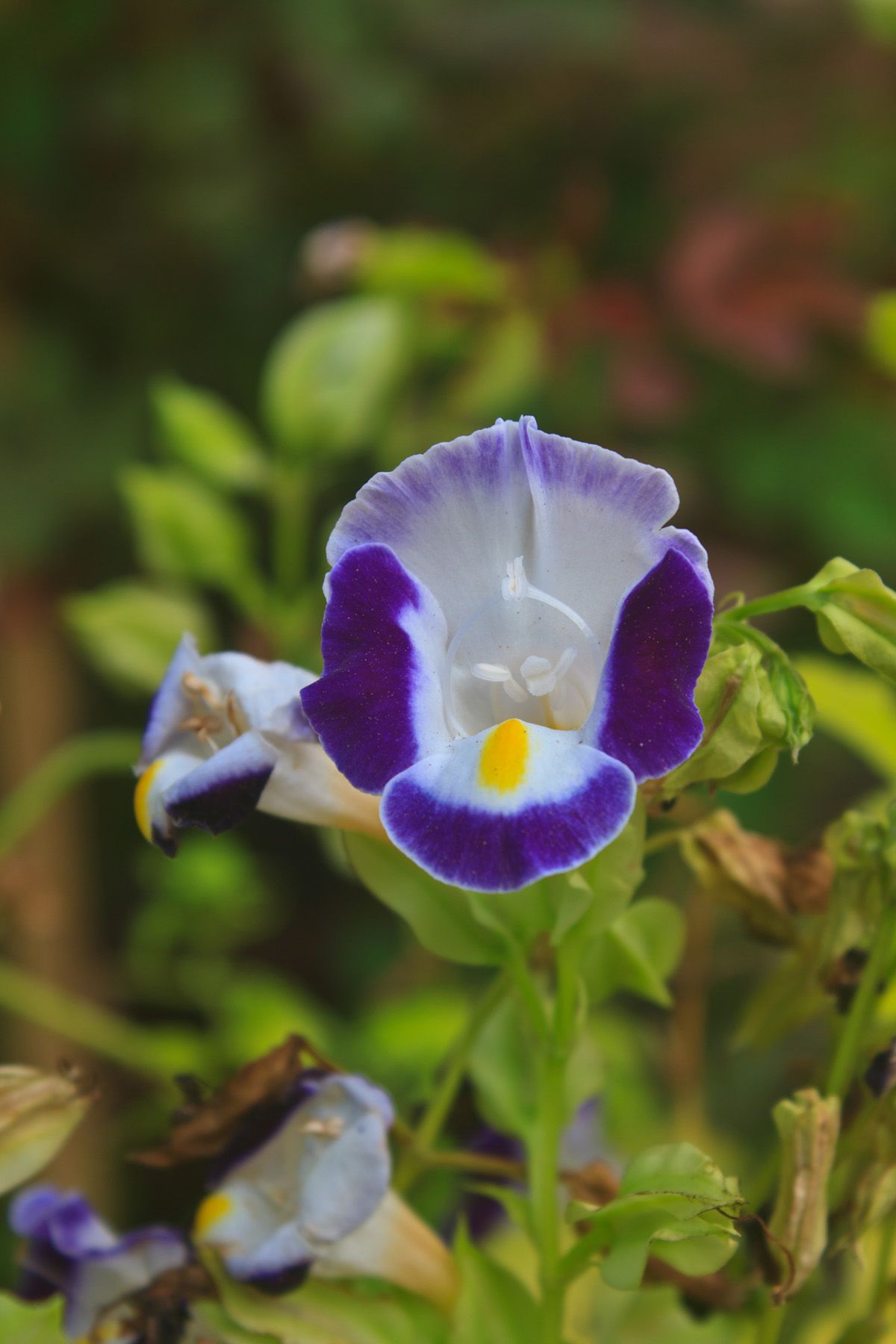 15 Best Shade Loving Plants Flowers That Grow And Thrive In