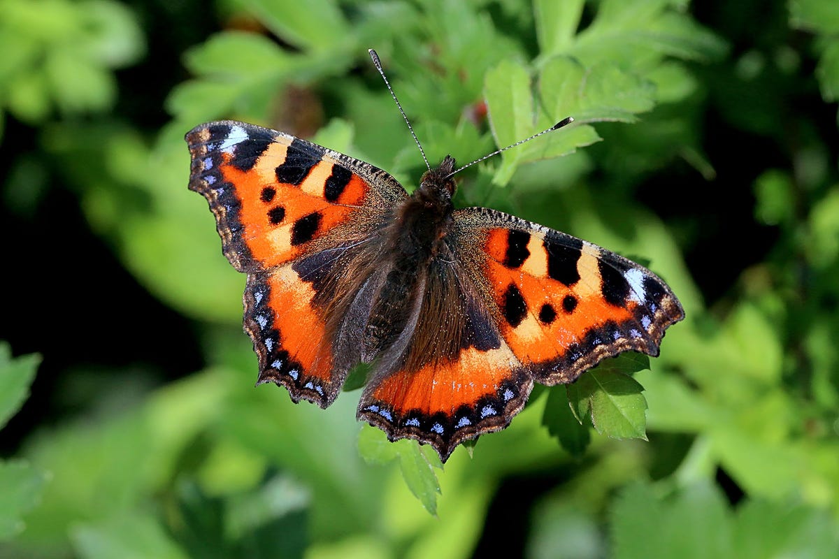 How long do small tortoiseshell butterflies live