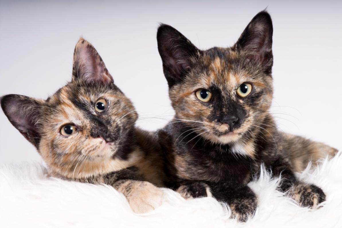 tortoiseshell cat plush