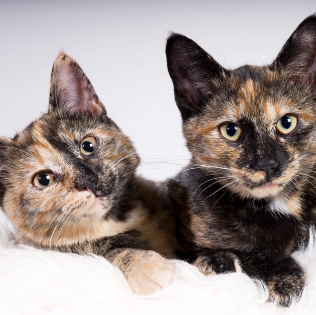 Cat tortoiseshell Dilute Tortie: