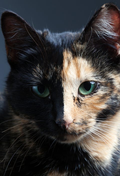 https://hips.hearstapps.com/hmg-prod.s3.amazonaws.com/images/tortoiseshell-cat-facts-chimeras-mosaics-1558647646.jpg?crop=0.453xw:1.00xh;0.161xw,0&resize=480:*