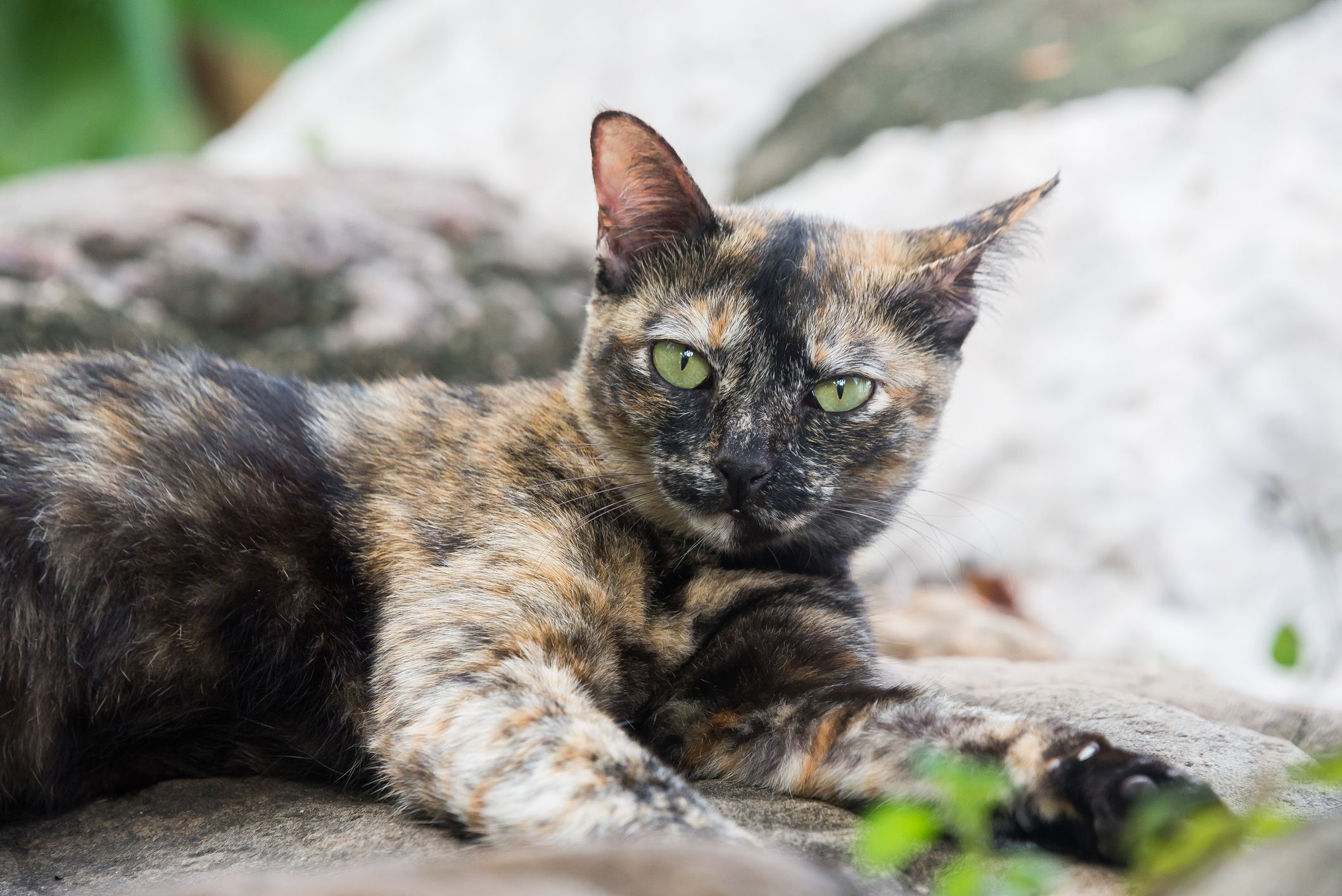 gray tortoiseshell cat