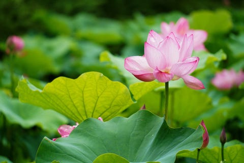 きょうの京 東寺に咲く蓮と小さな生き物たち きょうの京 東寺に咲く蓮と小さな生き物たち
