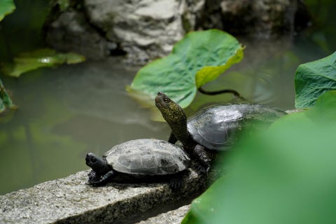 きょうの京 東寺に咲く蓮と小さな生き物たち