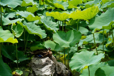 きょうの京 東寺に咲く蓮と小さな生き物たち