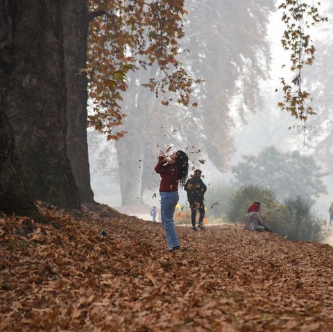 tourists are seen playing with falling maple leaves