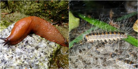 Toxic caterpillar and Spanish slug