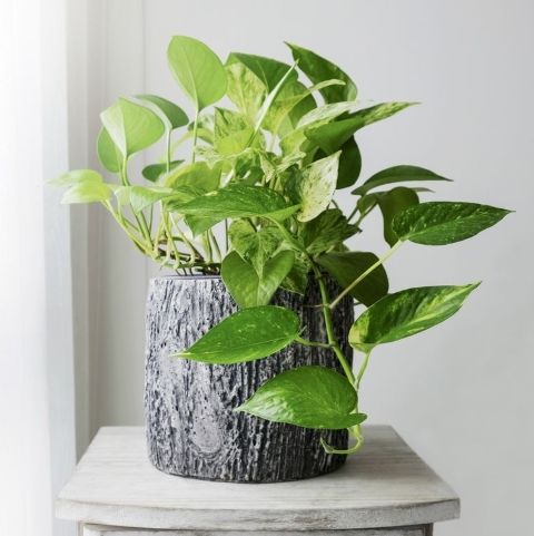 toxic plants toxic houseplants that can be dangerous if ingested
