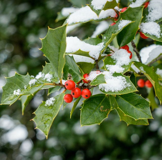 10 christmas plants that are toxic to dogs