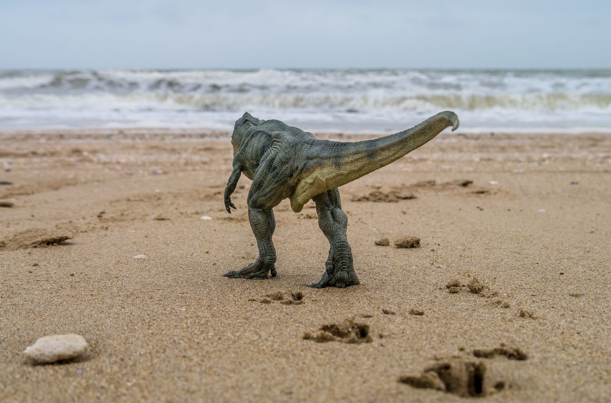 A 10-Year-Old Girl Went for a Walk on the Beach—and Stumbled Upon 5 Dinosaur Footprints