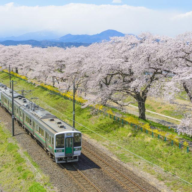 jr train and sakura cherry blossom trees at funaoka castle ruins park, sendai, japan