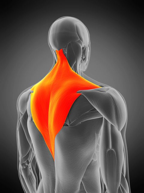 18 Best Trap Workouts - Exercises for Trapezius Back Muscles