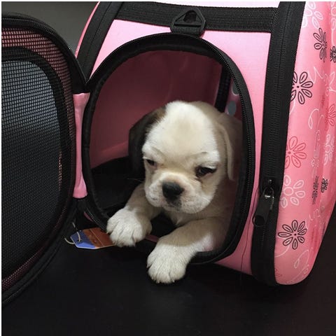 Bolsa de viaje para mascotas: trasportín Bolsa de viaje para mascotas: trasportín