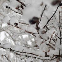 Nature, Branch, Daytime, Brown, Winter, Atmosphere, Photograph, White, Twig, Line, 