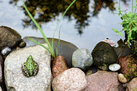 Tree Frog by the pond Tree Frog by the pond