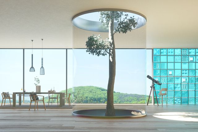 Tree growing inside the house
