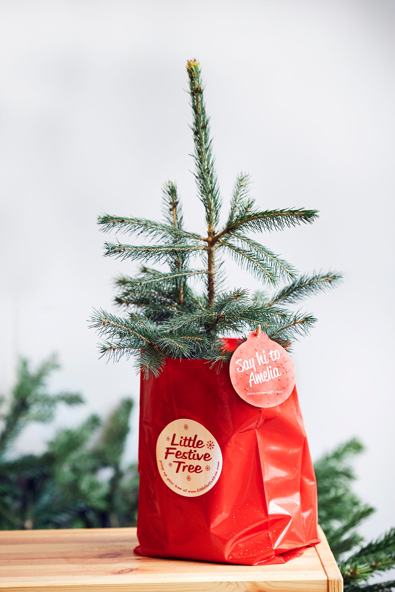  Sapins de Noël des Cotswolds photographiés par Alun Callender pour la vie à la campagne