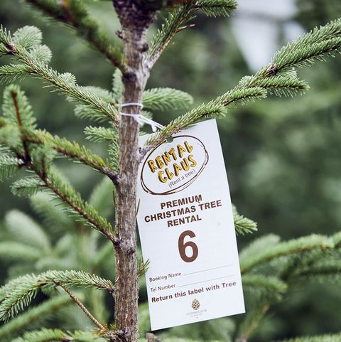 Rent a Christmas tree - How the sustainable scheme works