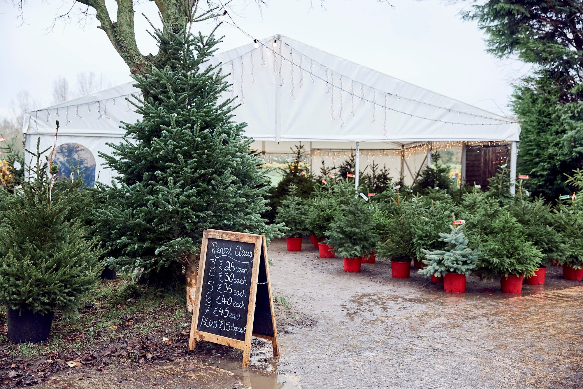 Cotswold Spar kerstbomen gefotografeerd door Alun Callender voor Country Living