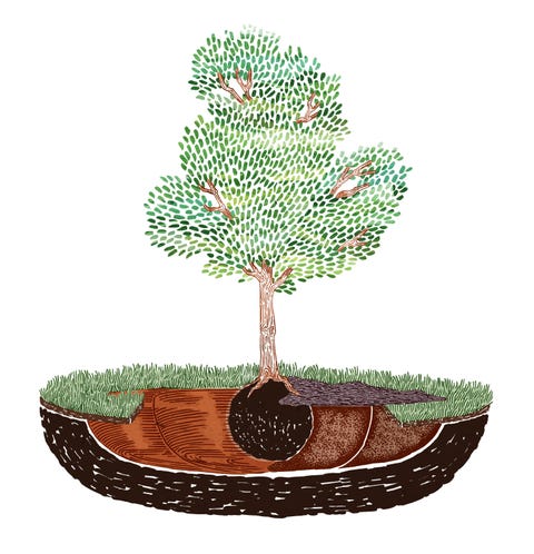 How To Plant A Tree Best Time Trees Image