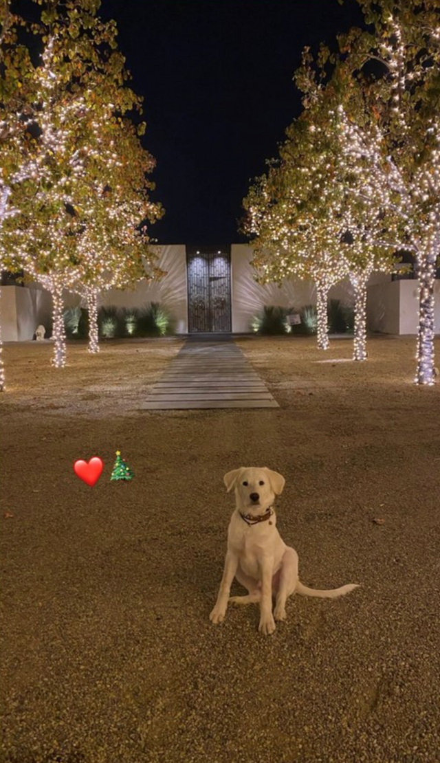 la navidad del perro