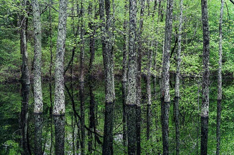 Árvores crescendo de uma piscina de água pantanosa...