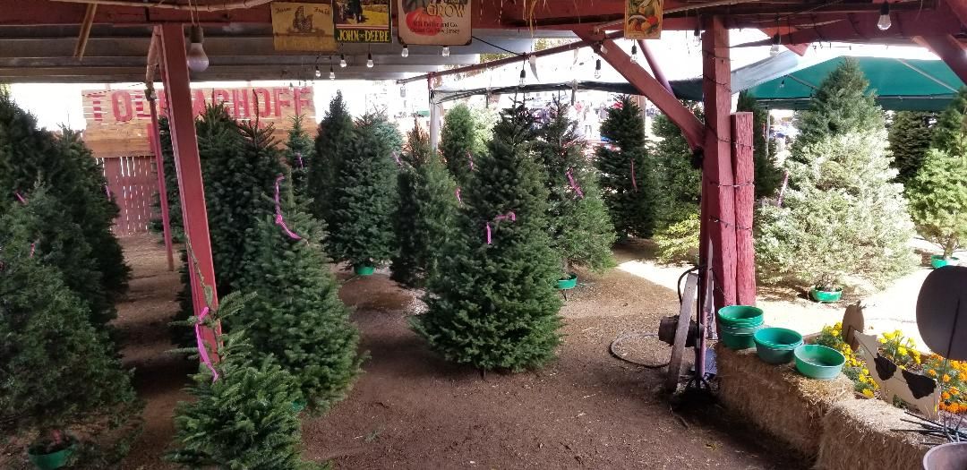 50 Best Christmas Tree Farms In America Where To Buy A Christmas Tree   Trees Under Barn 1604686980 