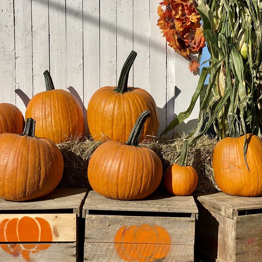 20 Best Pumpkin Patches In The US - Top Pumpkin Patch Near Me