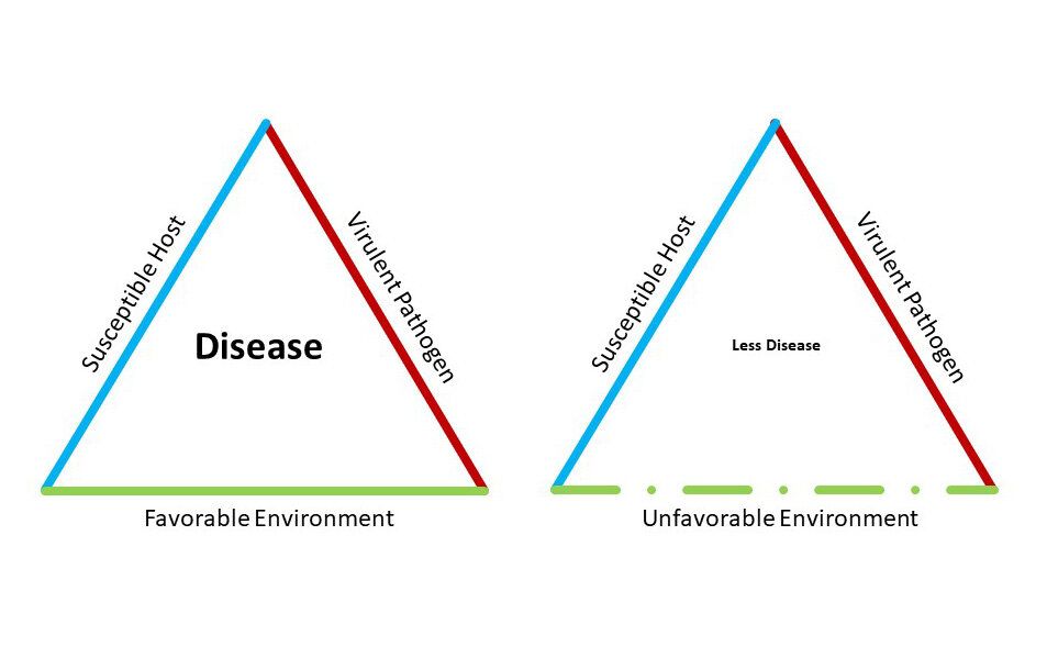 Covid 19 Coronavirus Flattening The Curve Disease Triangle