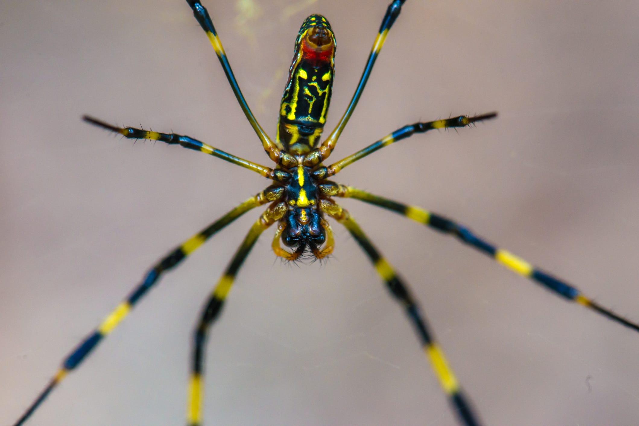 Freakshow Spiders And Their 6-Foot Webs Are Invading American Cities