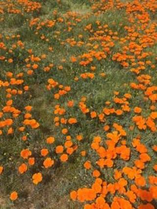 Flower, Plant, Orange, Flowering plant, Wildflower, Tagetes, Eschscholzia californica, Annual plant, Grass, Sulfur Cosmos, 