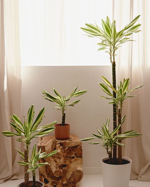 Plantas perfectas para decorar el dormitorio y dormir mejor